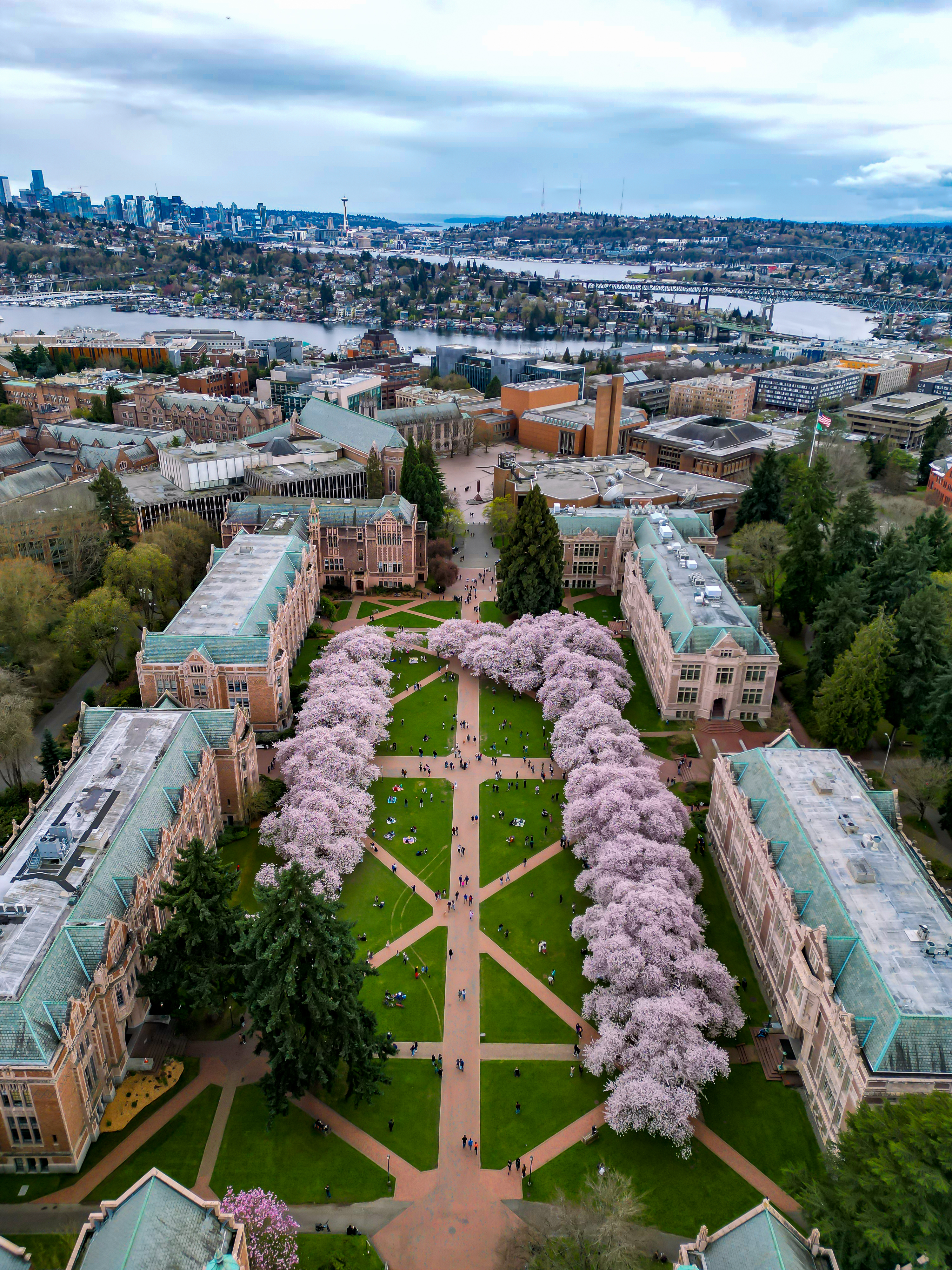 Cherry blossoms in full bloom at University of Washington